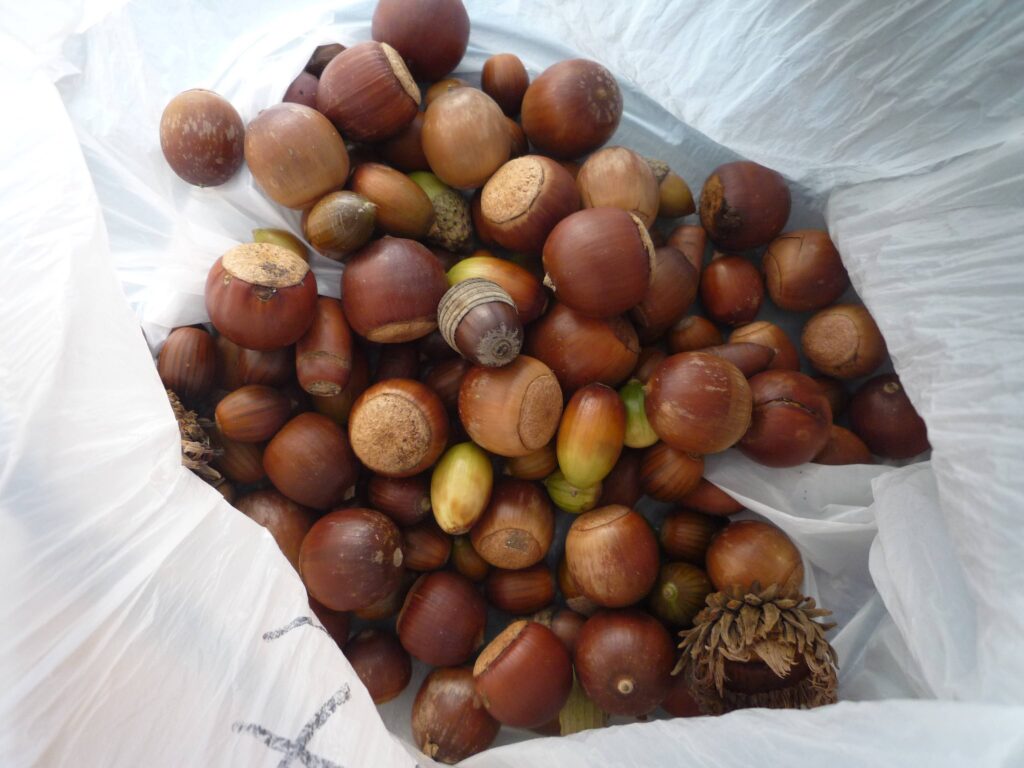 七北田公園でどんぐり拾い