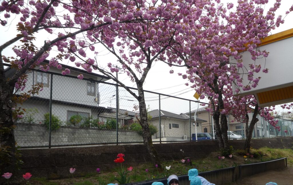 お花見給食