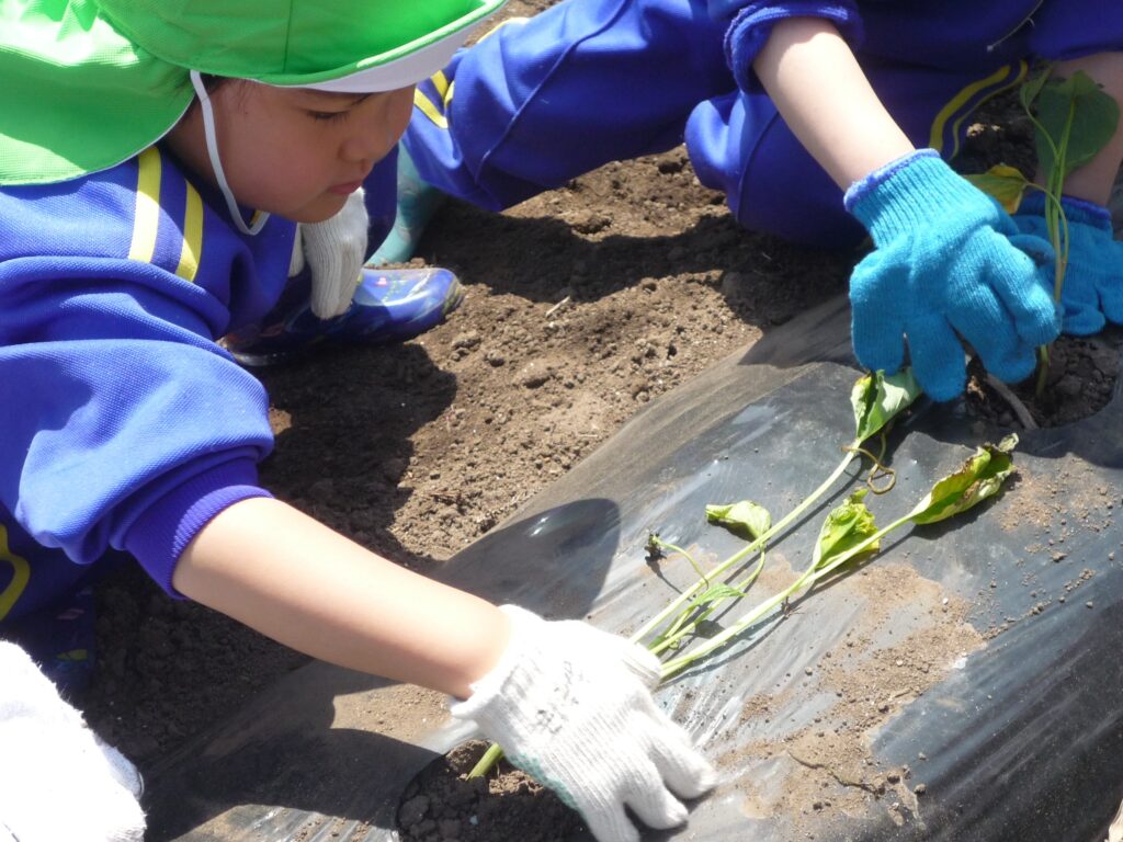 さつまいもの苗植え